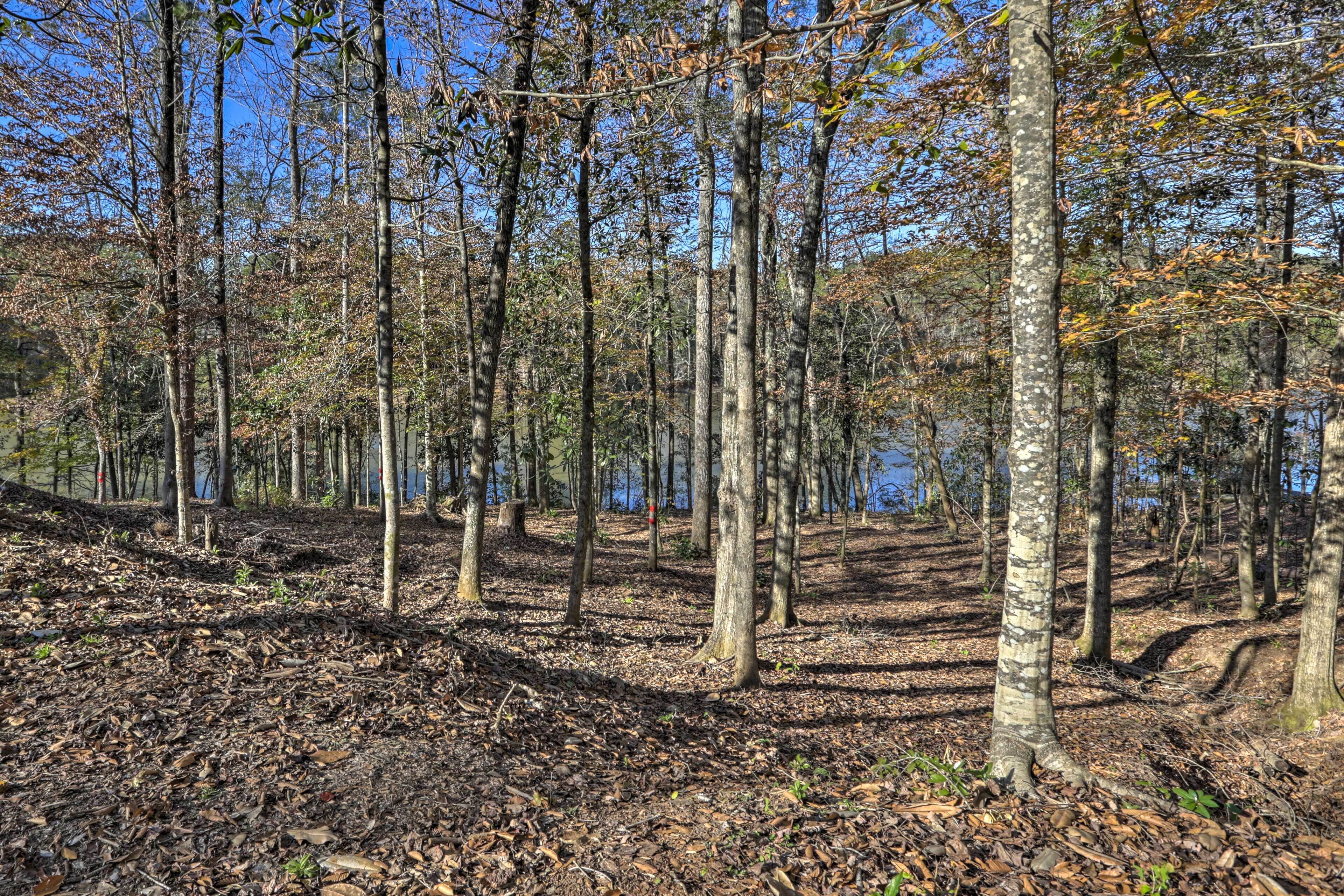 A forested area with tall trees and a clear sky.