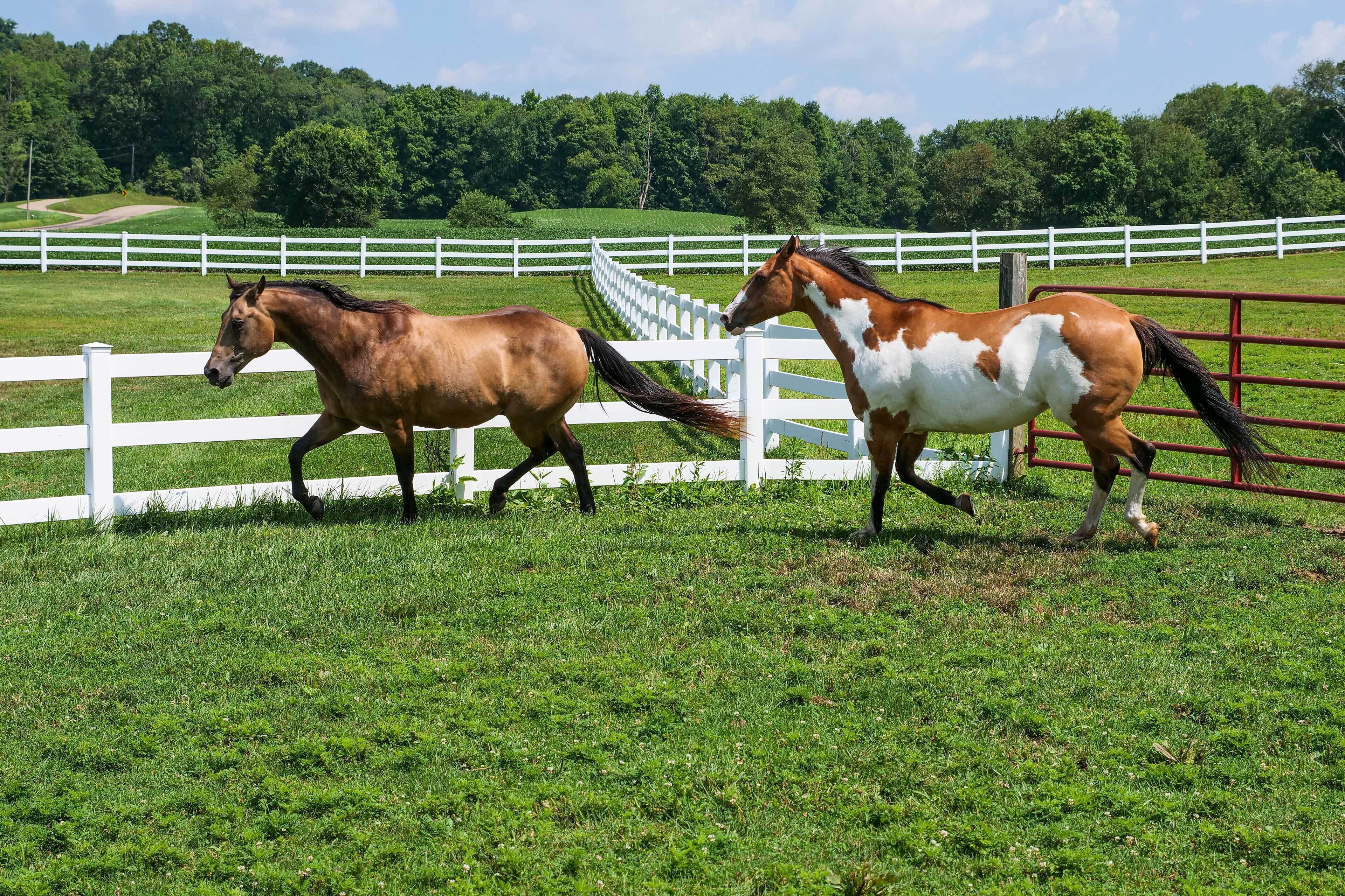 Two horses in a fenced pasture with white fencing and green grass.