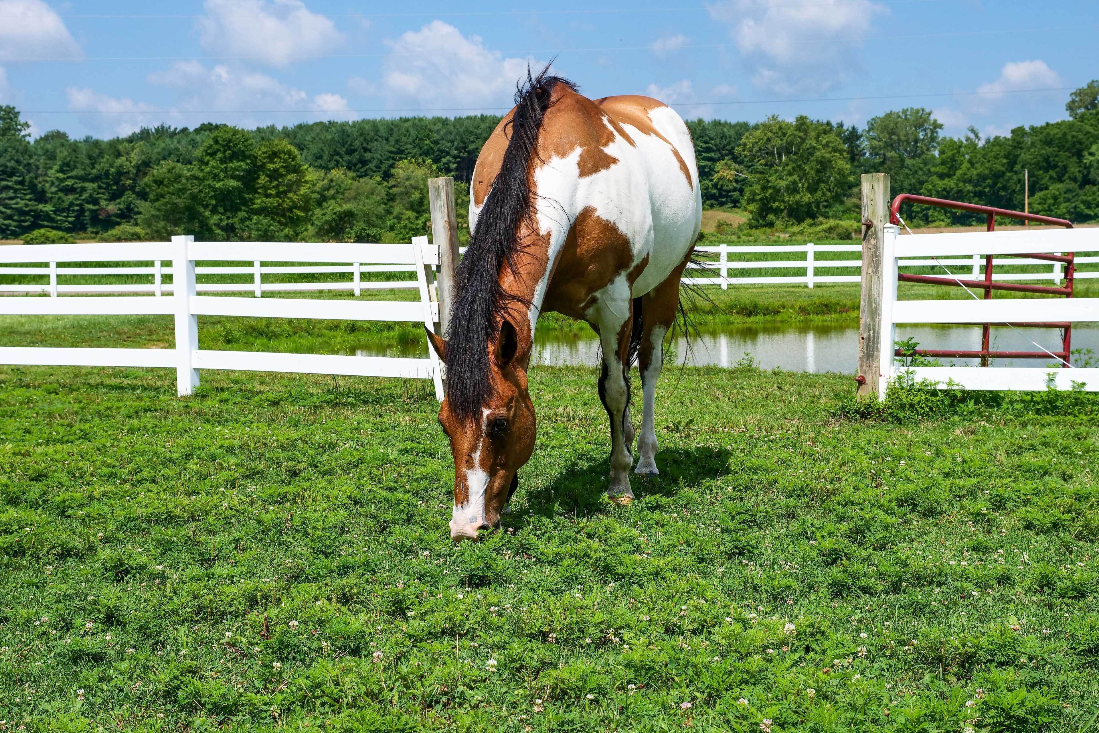 Un cheval broute dans un pré clos, délimité par une clôture blanche et des poteaux en bois.