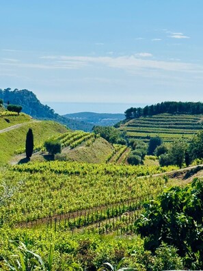 A vineyard with rows of grapevines and a dirt path. - the sea while the legendary country's calm (le beausset)