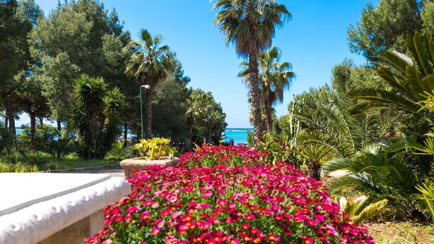A garden with a variety of plants and flowers, a pathway, and a view of the sea in the background.