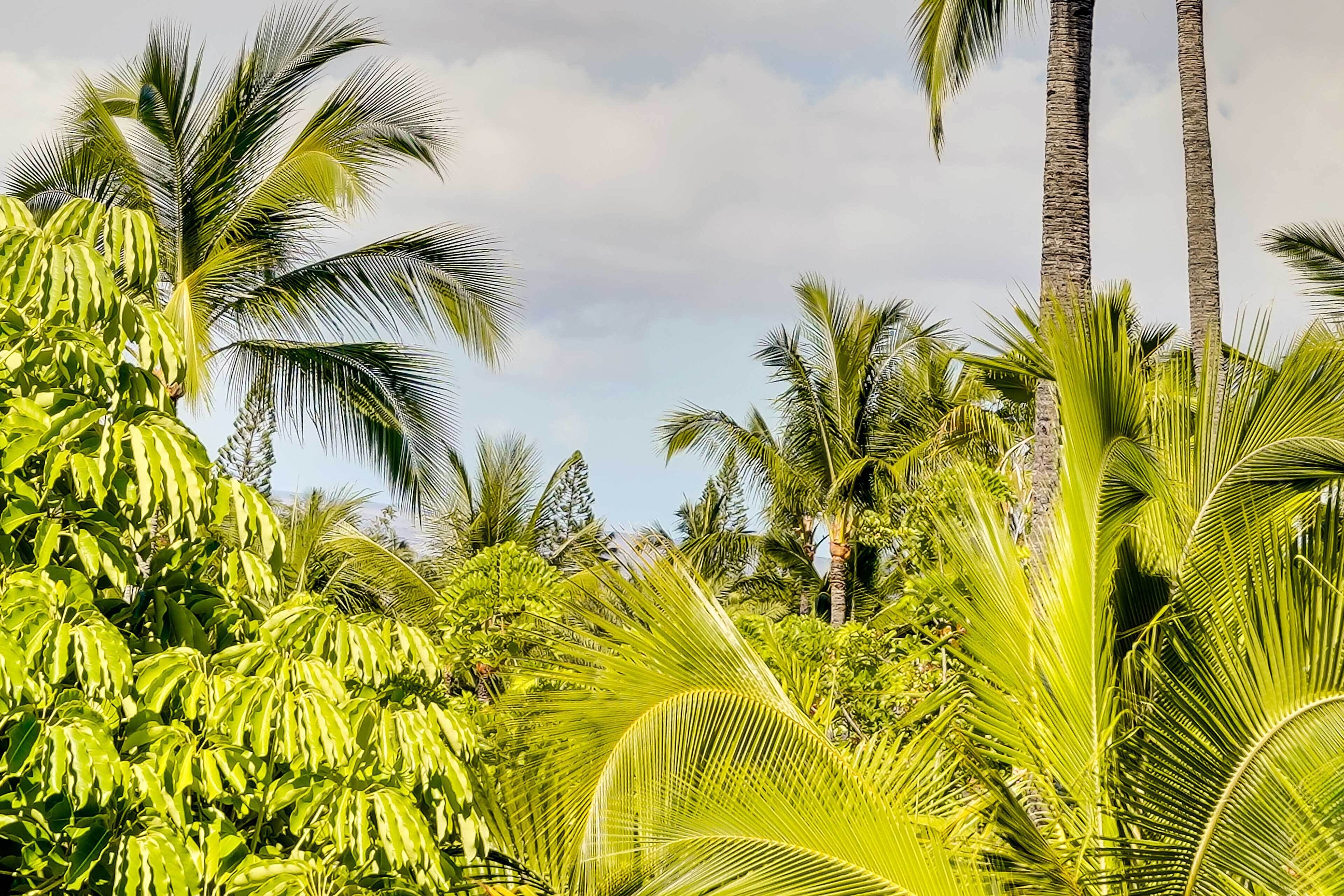 Un exuberante paisaje tropical con altas palmeras y follaje denso.