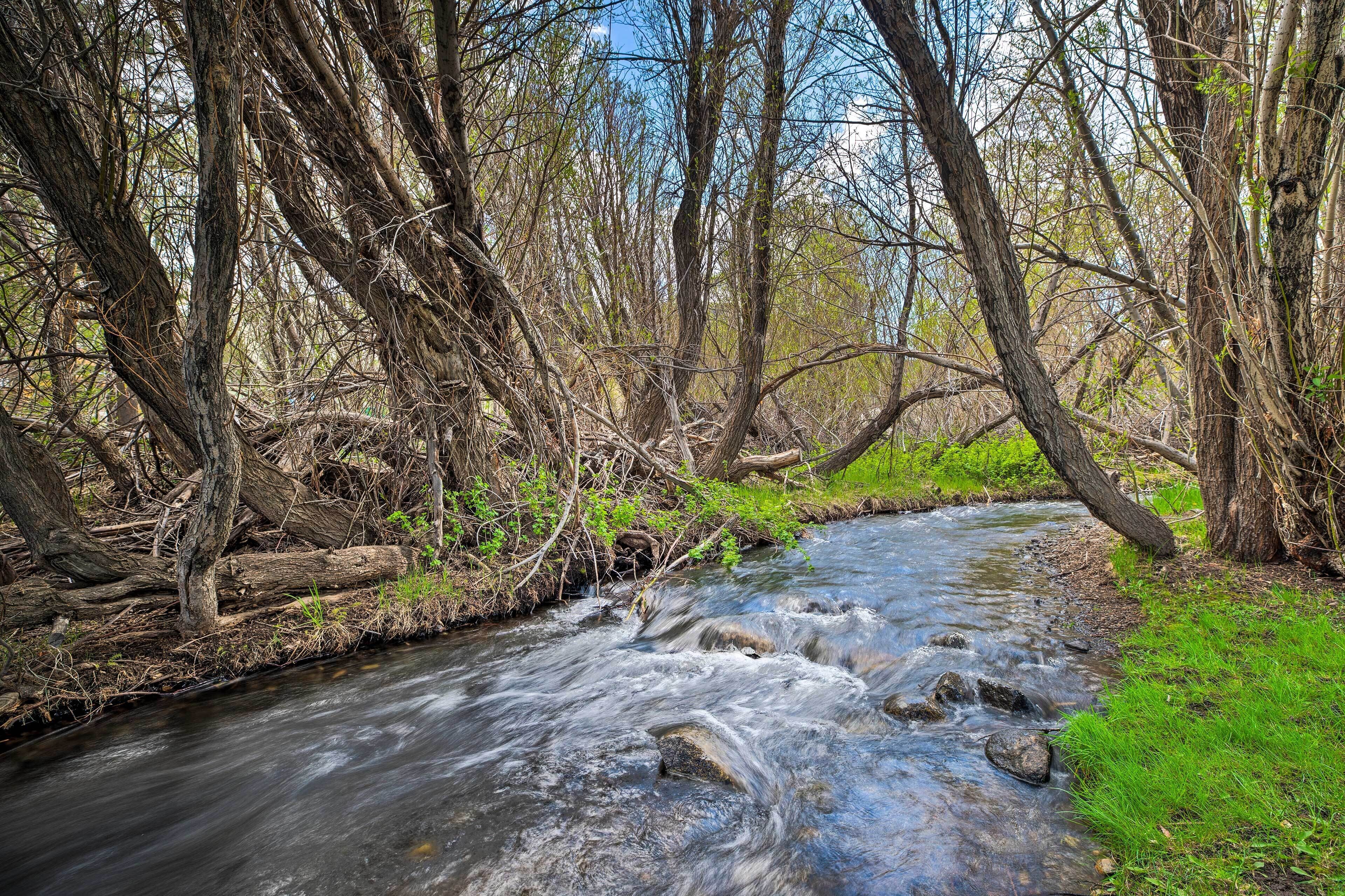 A river flowing through a forest with trees and rocks.