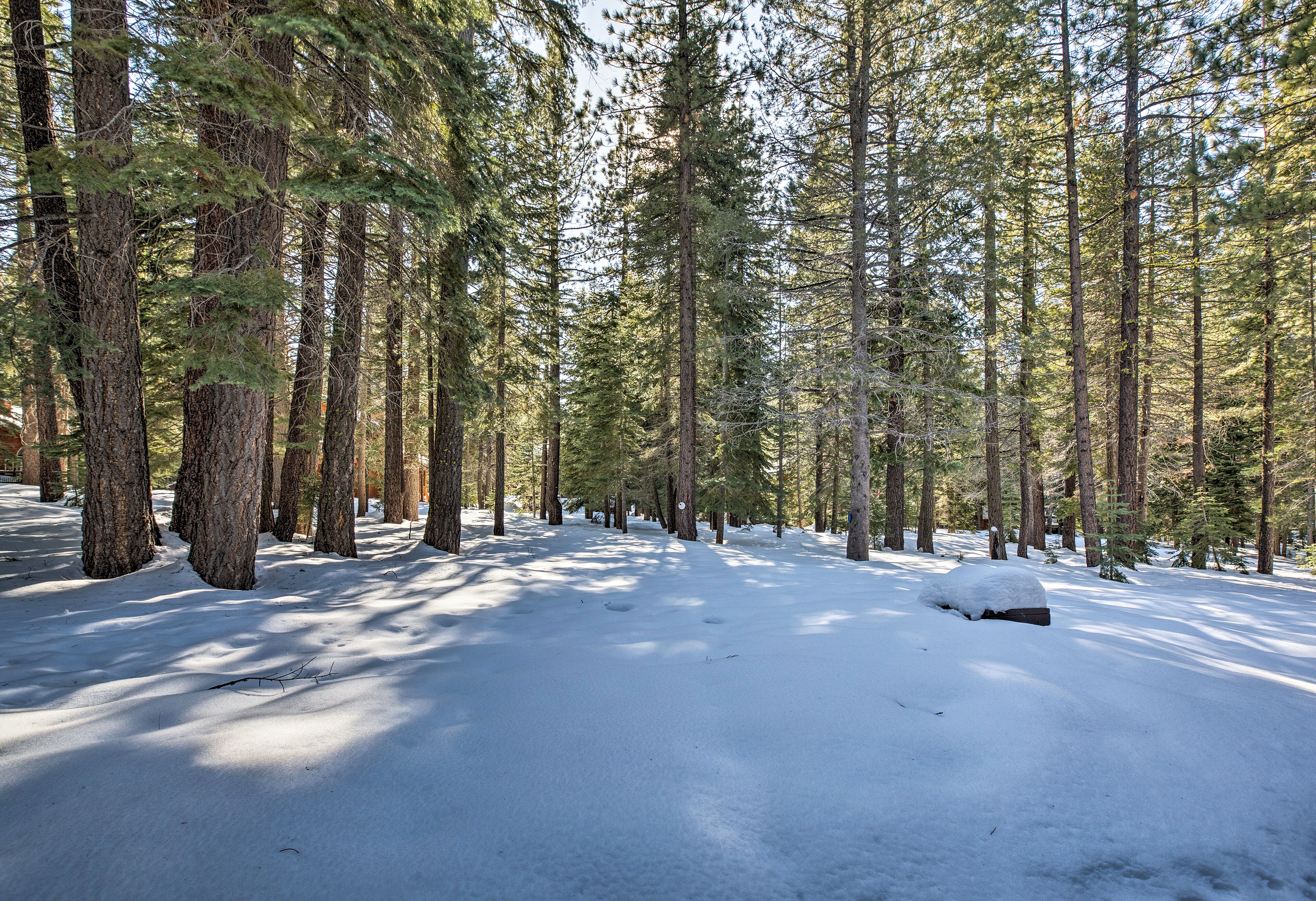 A snow-covered forest path with tall pine trees.