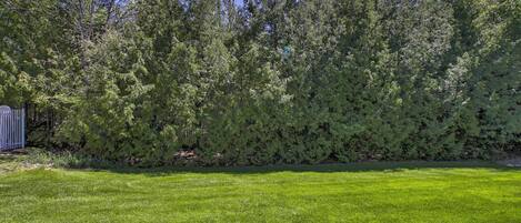 Un césped bien cuidado con un seto denso de árboles perennes al fondo.