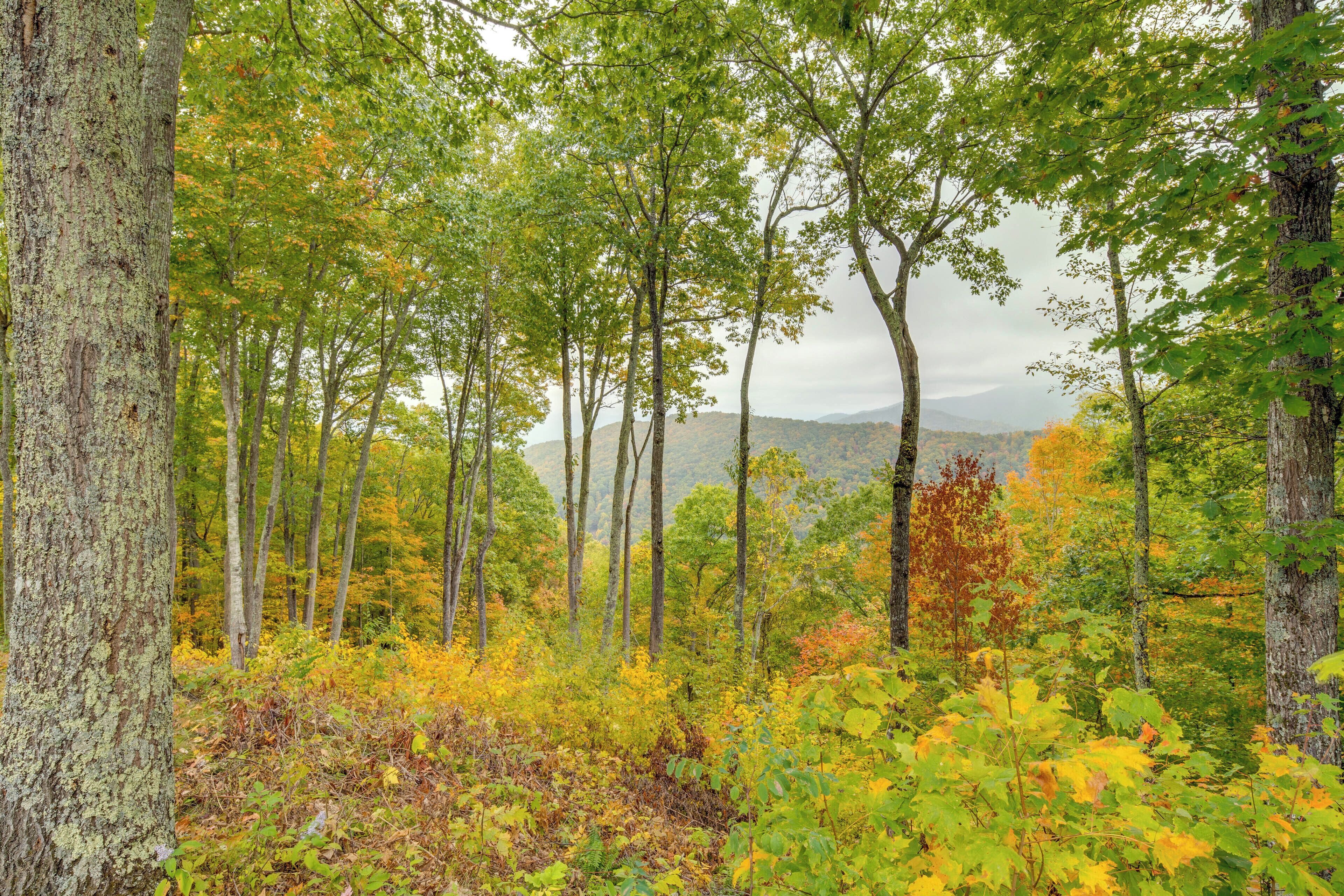 A forested area with tall trees and dense underbrush.