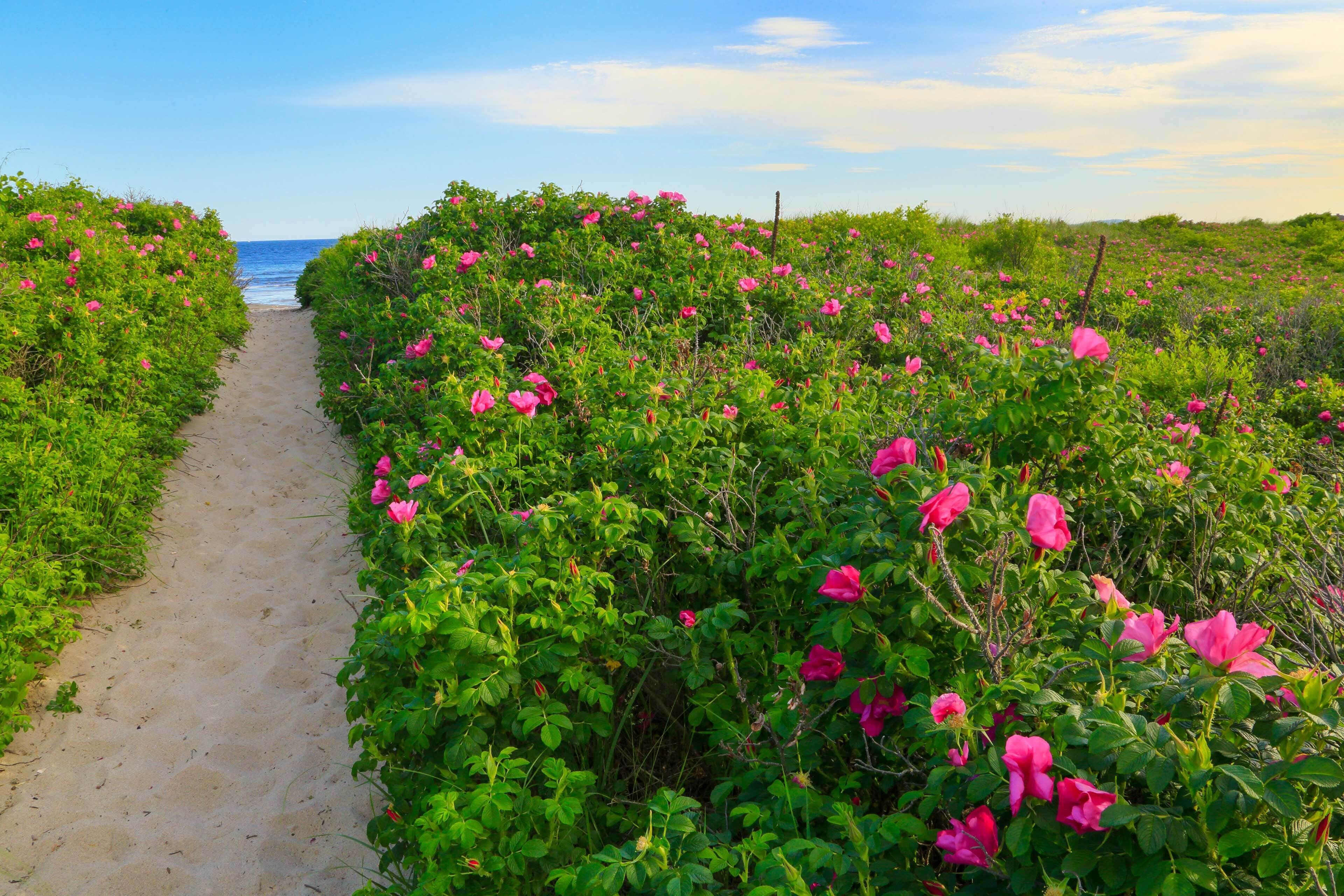 Cottage (1 Bedroom) | Interni