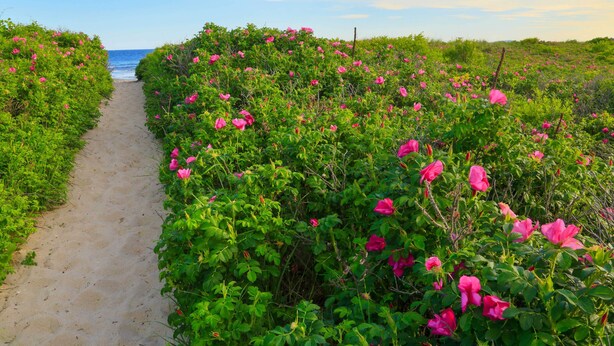 Ein sandiger Pfad führt zum Meer, umgeben von dichtem Grün und rosa Blüten.