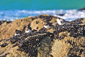 A rocky shoreline with birds perched on the rocks and a body of water in the background.