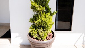 A potted coniferous tree in front of a building with a number '5' and a black awning over a door. - Hotel & RV PARK Rosa Evelyn (San Quintin)