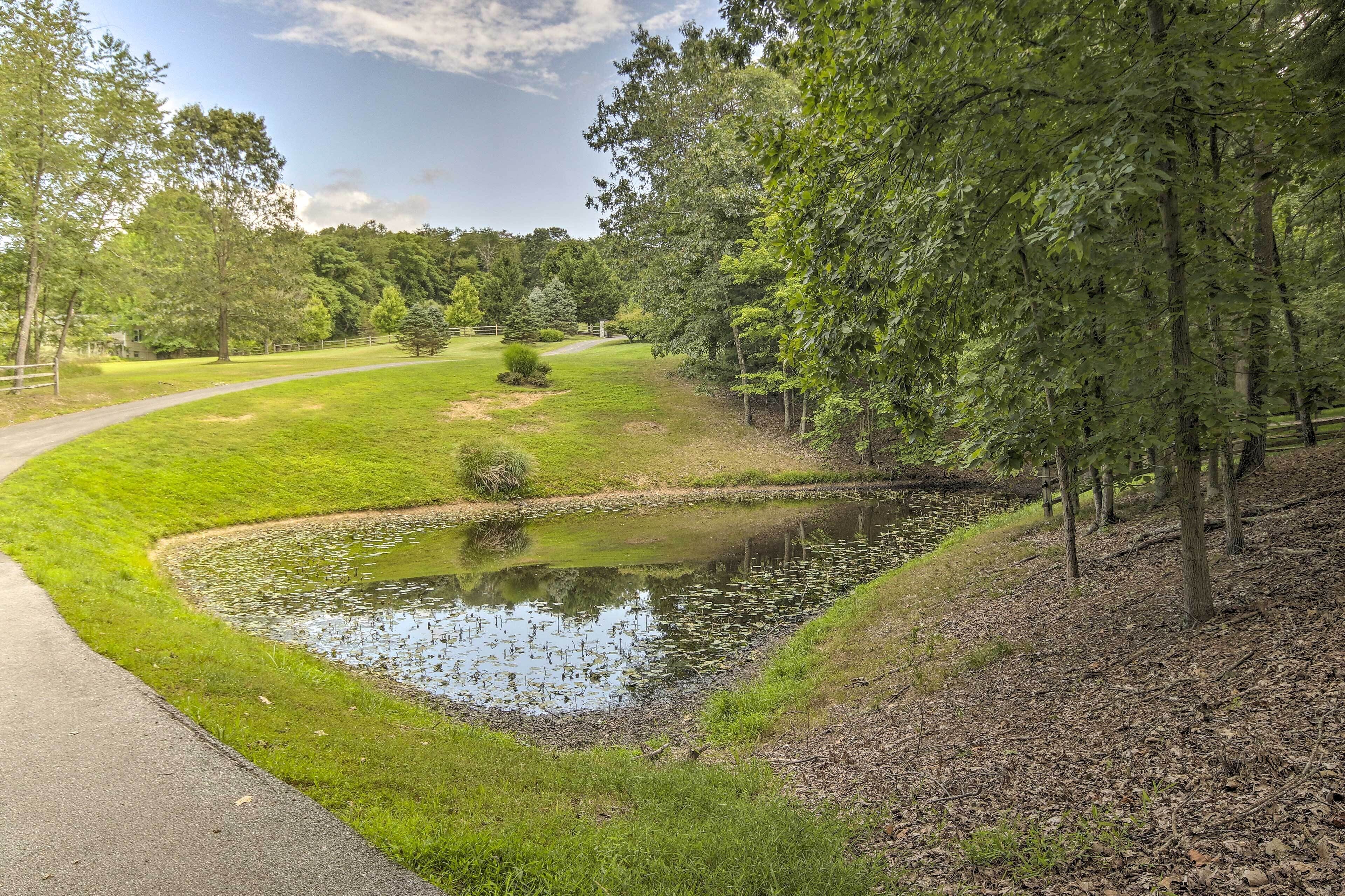 Een vredig vijvertje omringd door weelderige begroeiing en een verhard pad.
