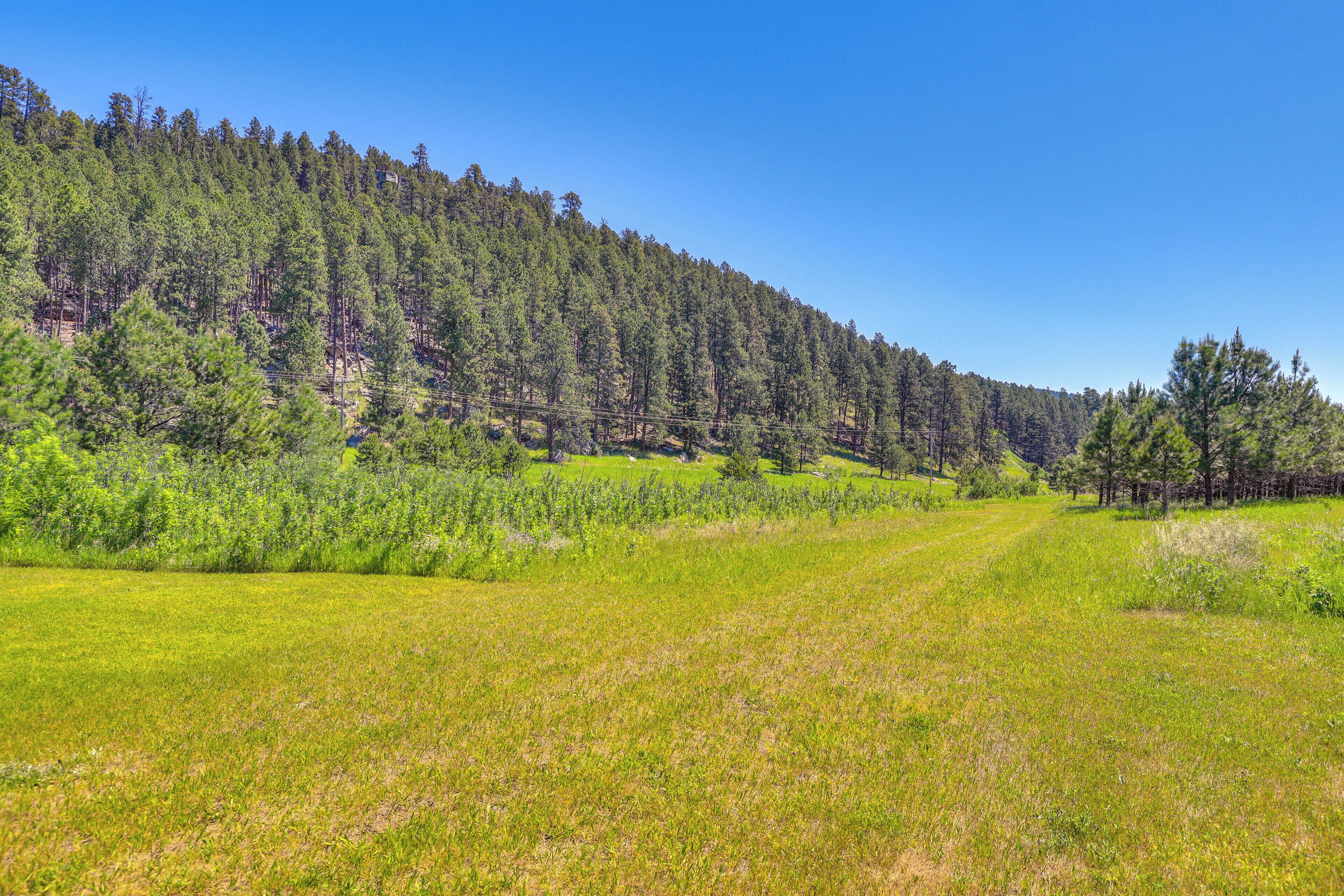 A forested hillside with a clear sky.