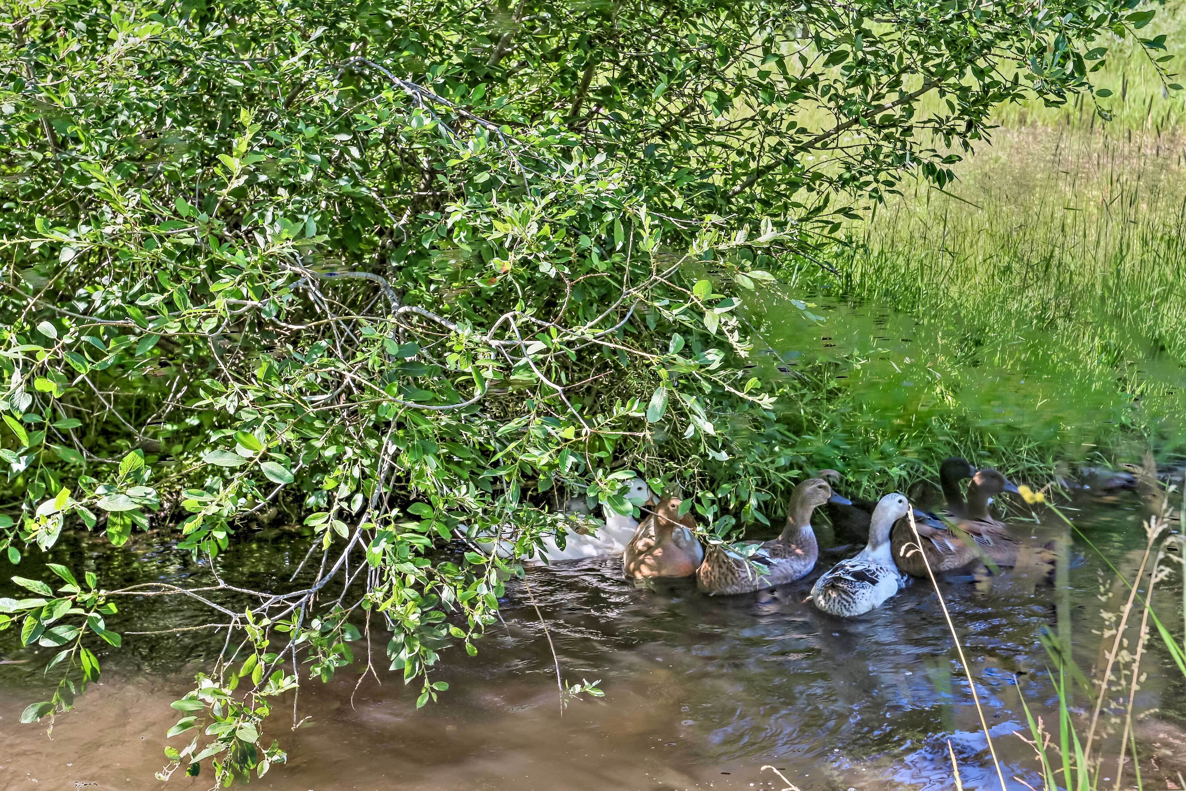 A group of ducks swimming in a natural water setting surrounded by dense foliage.
