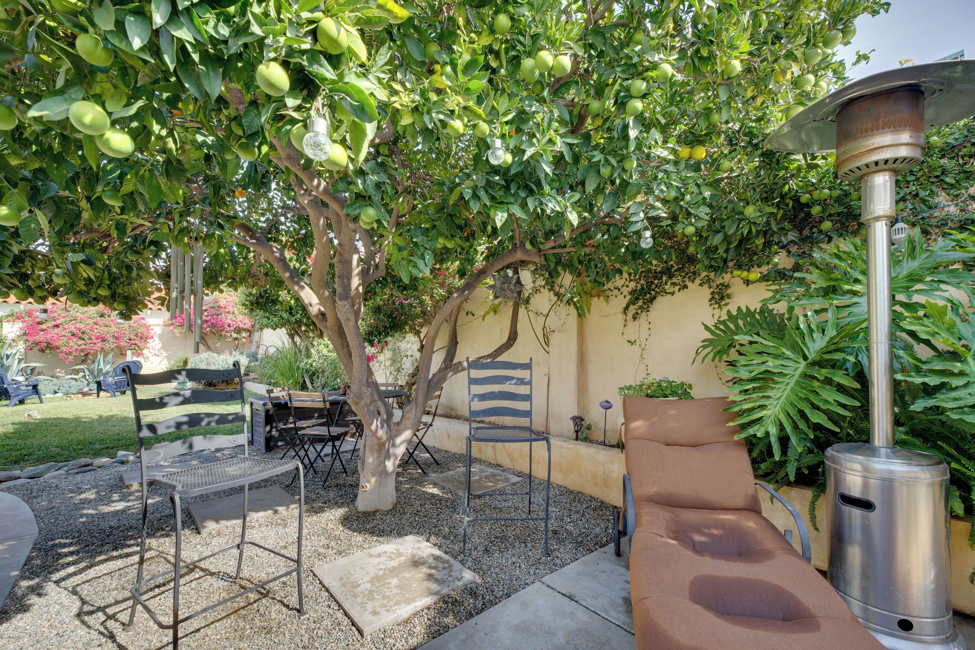 A patio with a metal chair, a table, a lounge chair, and a large tree with green fruit.