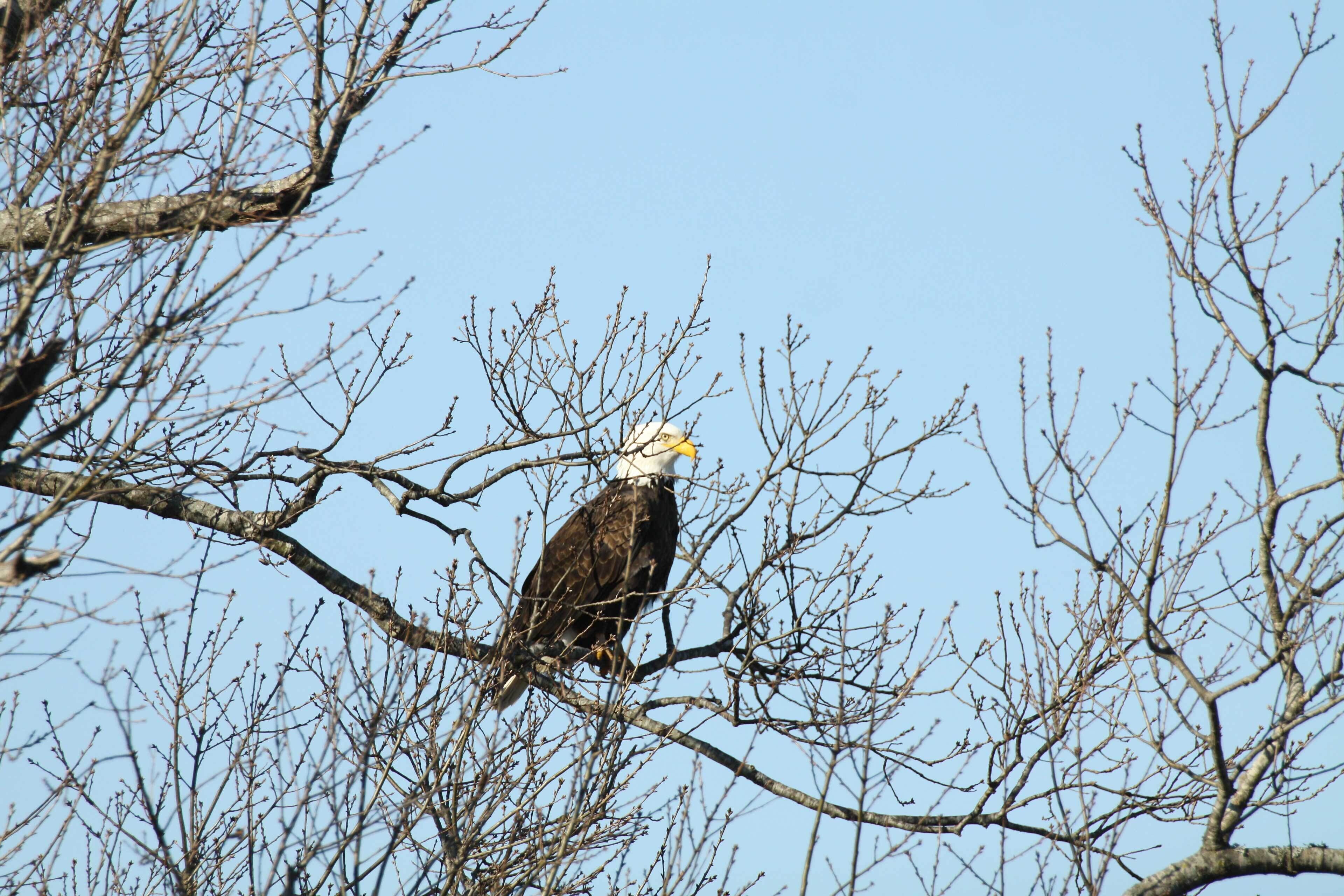 A bald eagle perched on a tree branch.