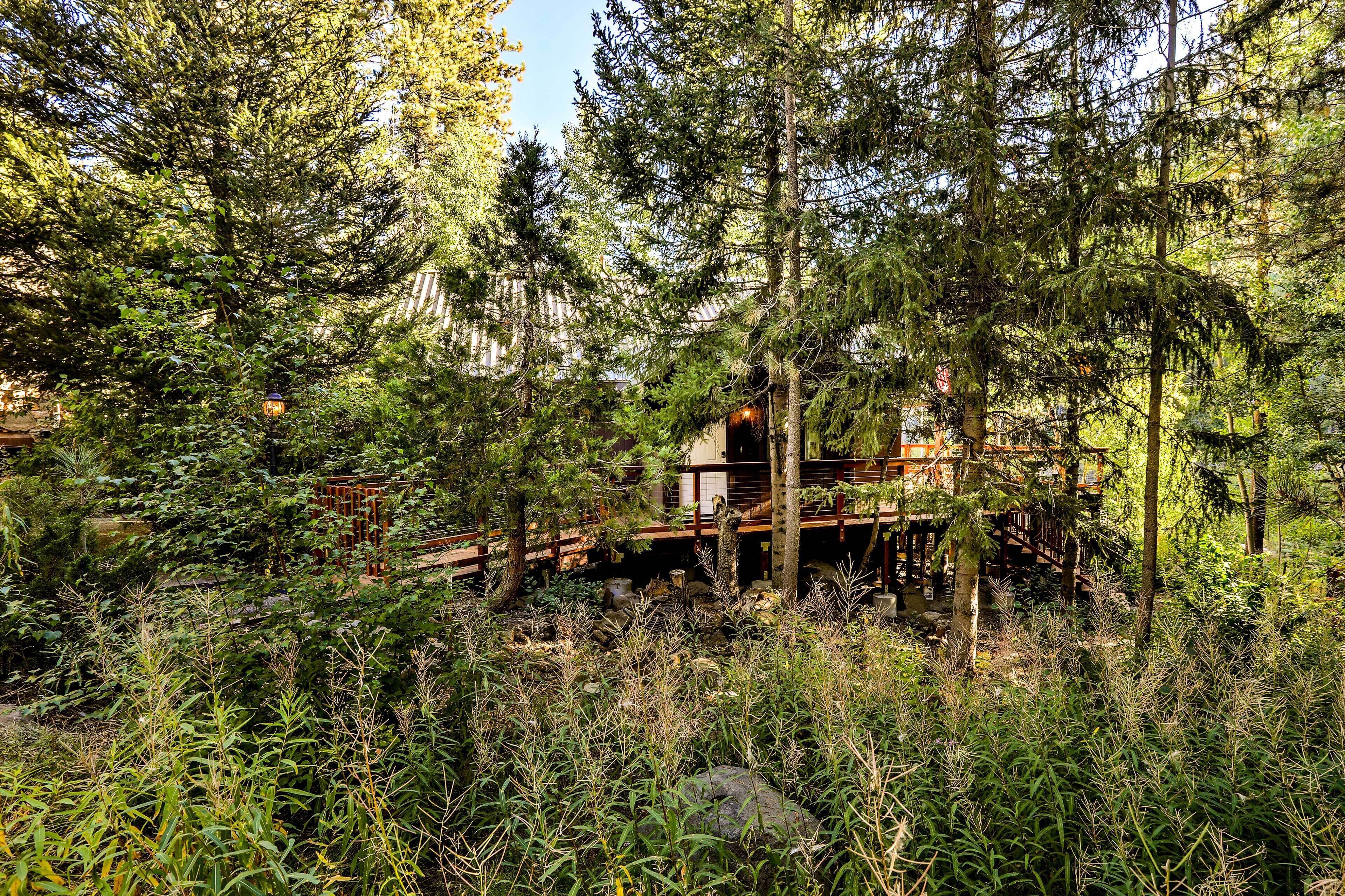 A rustic cabin surrounded by dense forest.