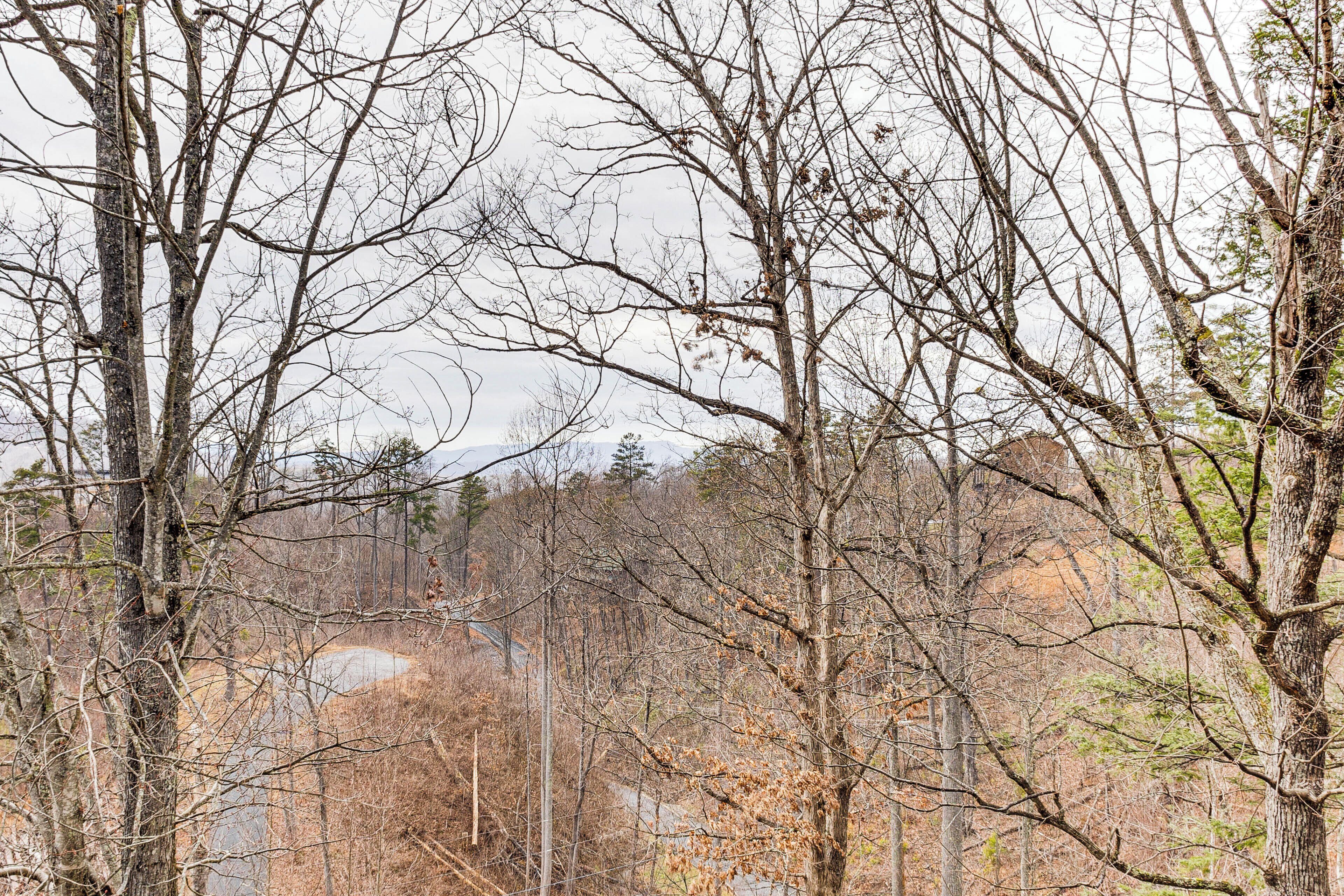 A forested area with tall trees and a dirt path.