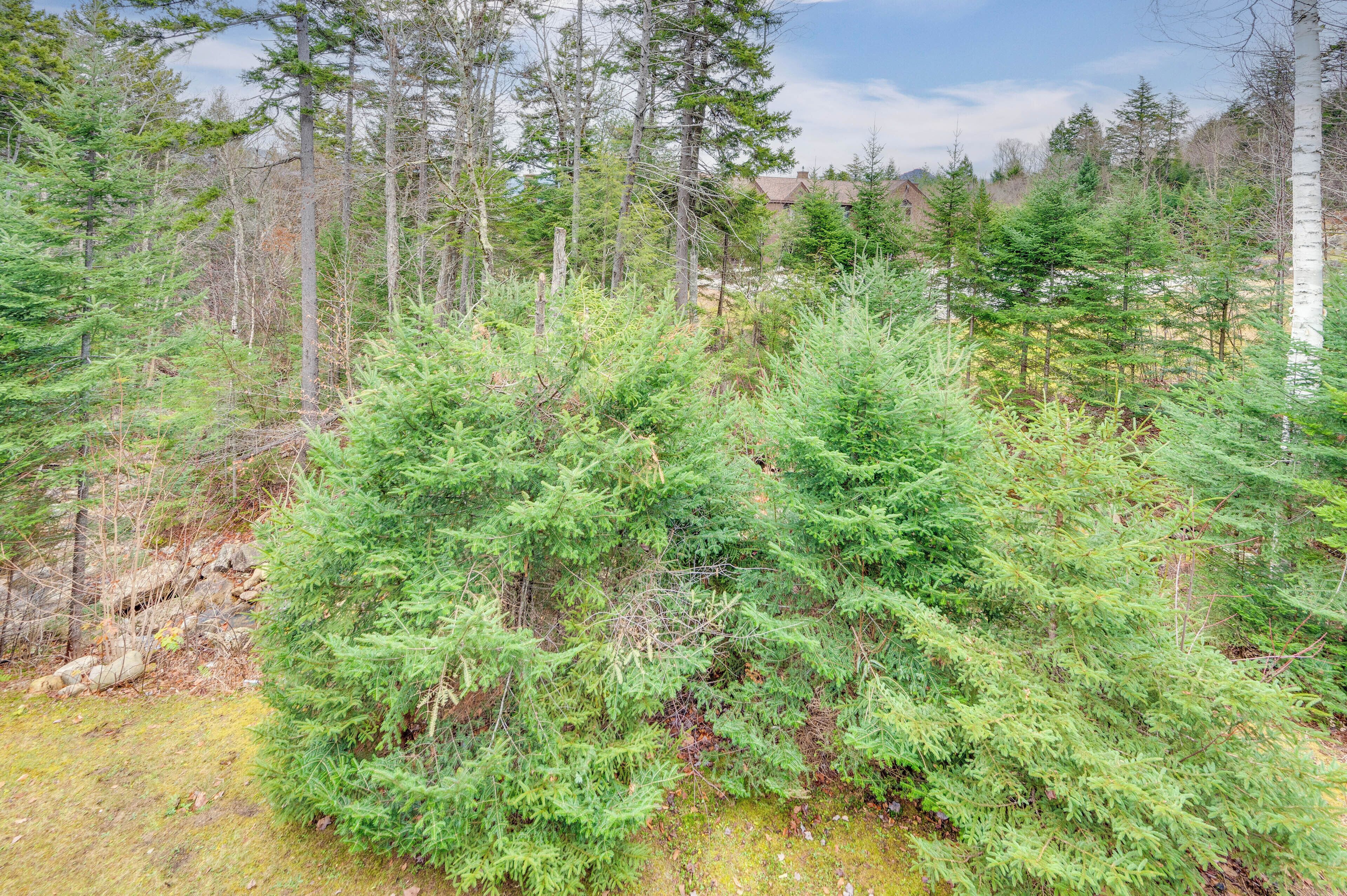 A dense forest with tall trees and a birch tree in the foreground.