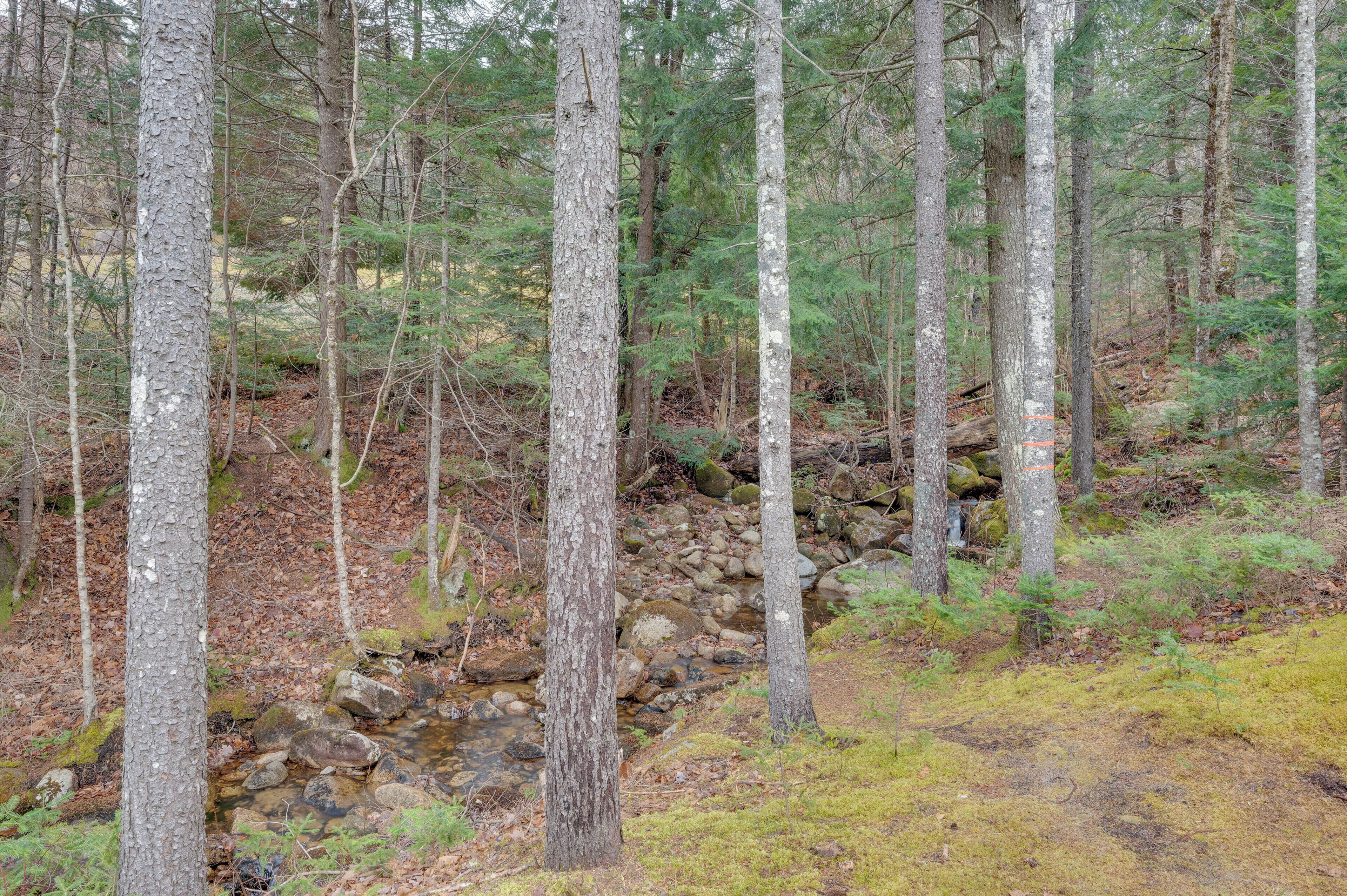 Ett skogsområde med höga träd och en stenig bäck.