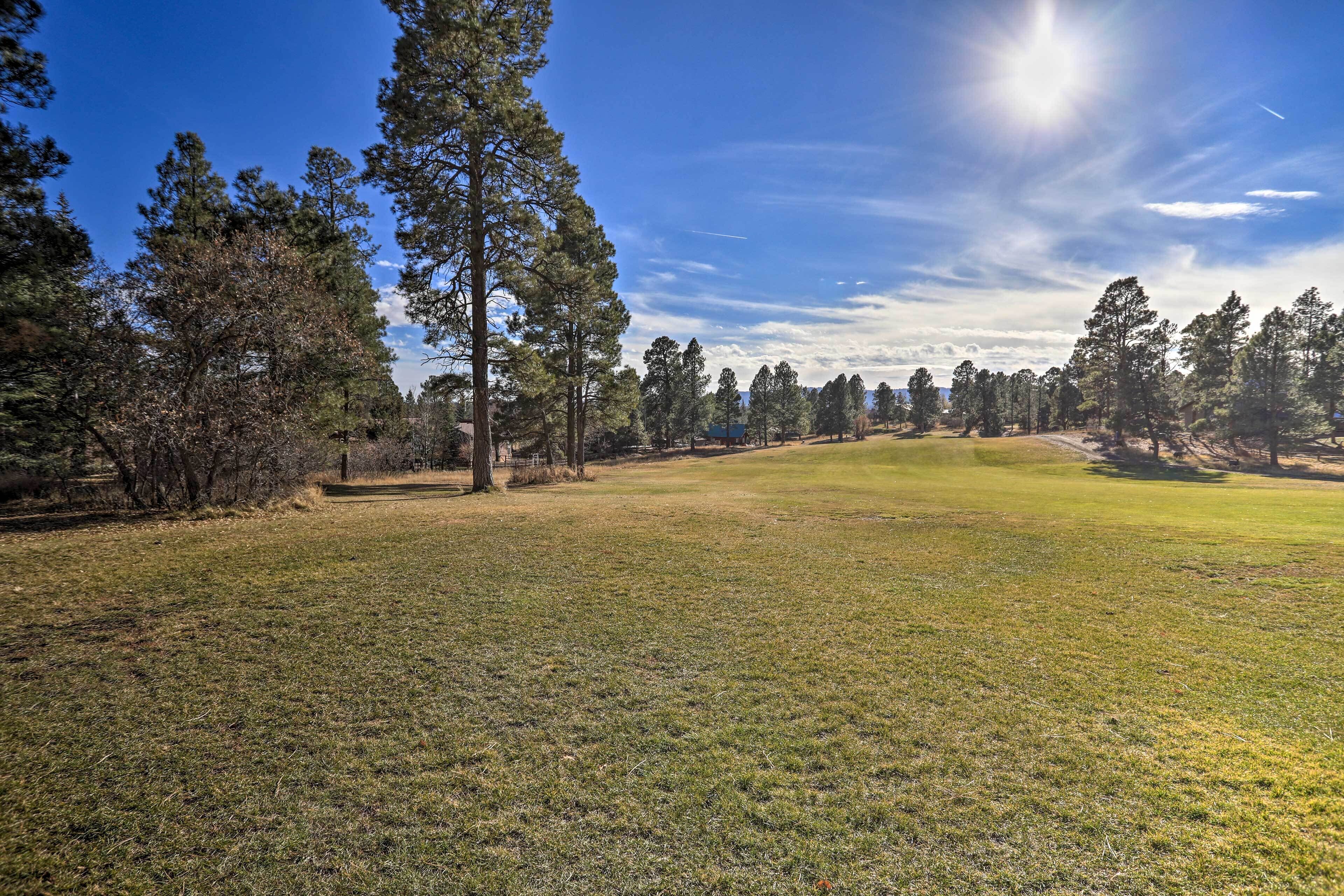 A grassy field with tall trees and a clear sky.