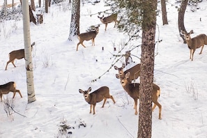 A snowy forest scene with multiple deer. - Expansive Angel Fire Home w/ Indoor Hot Tub! (Angel Fire)