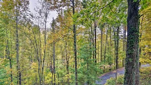 Ein kurvenreicher Weg durch einen Wald mit hoch aufragenden Bäumen und einem Wechselspiel aus Grün- und Gelbtönen.