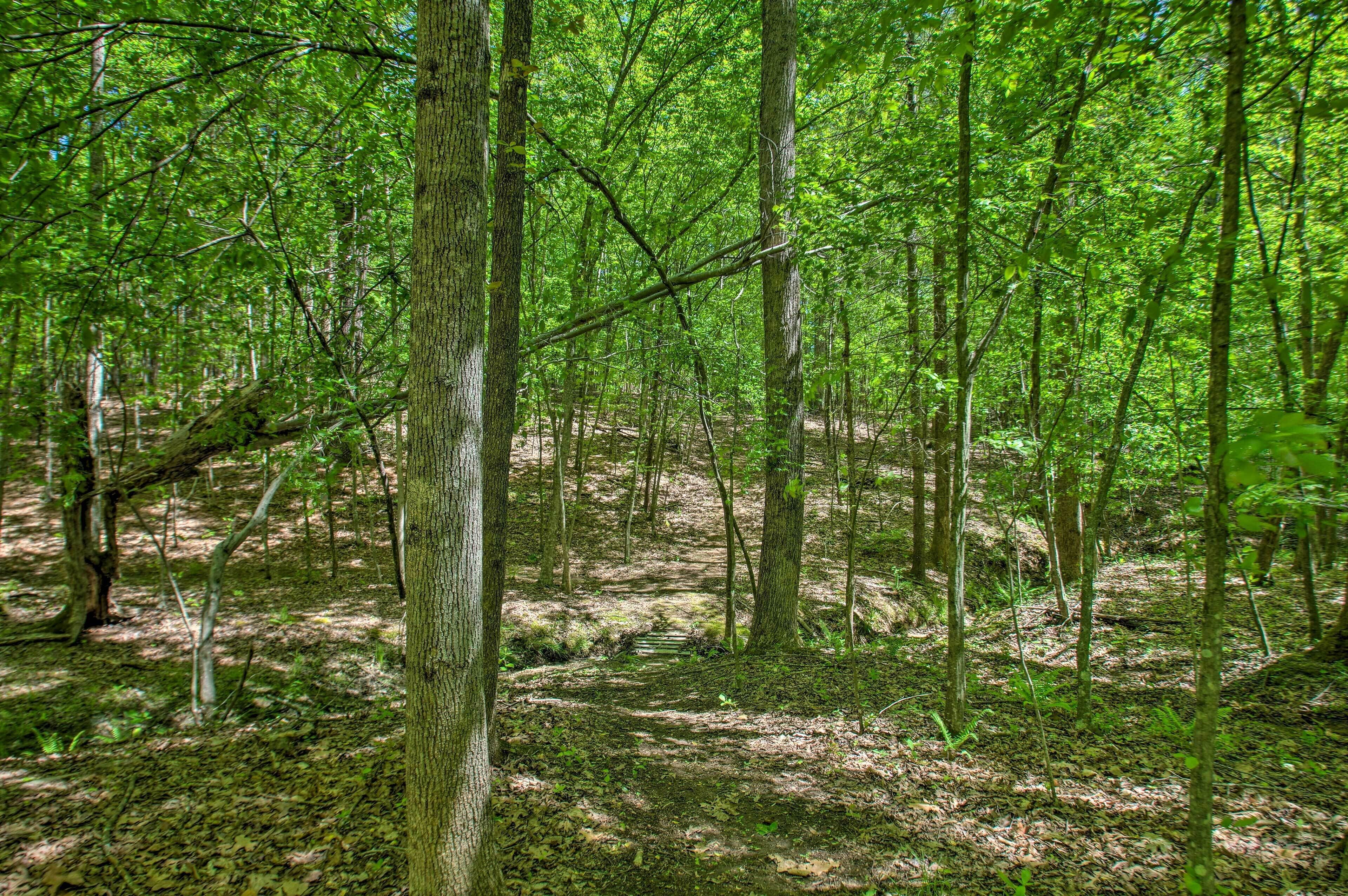 Un bosque denso con árboles altos y un estrecho sendero de tierra.