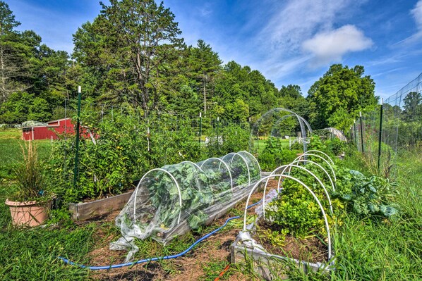 Property grounds - Hayesville Cottage On 20-acre Farm w/ Fish Pond! (Hayesville)