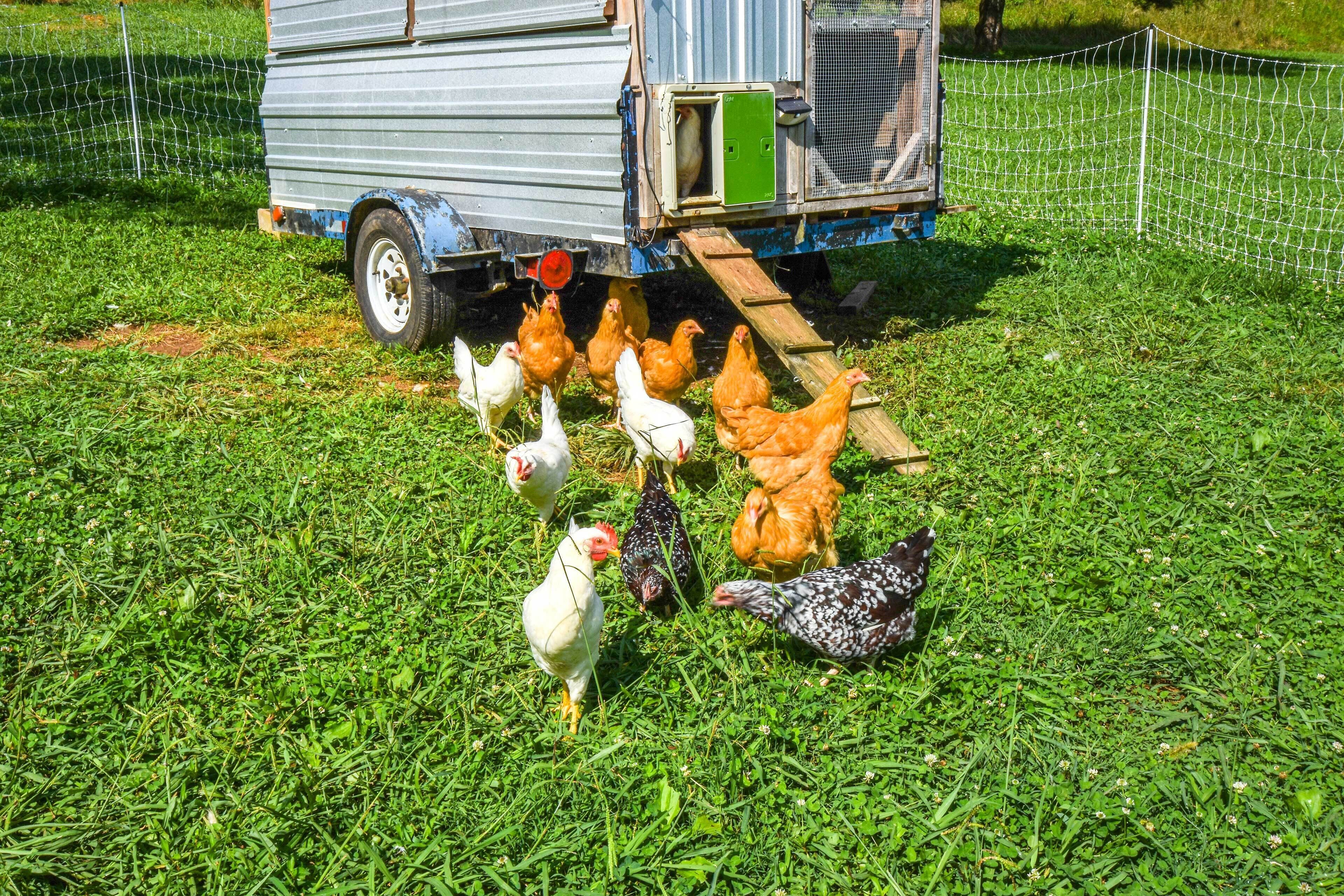A trailer with a ramp leading to a coop housing chickens.