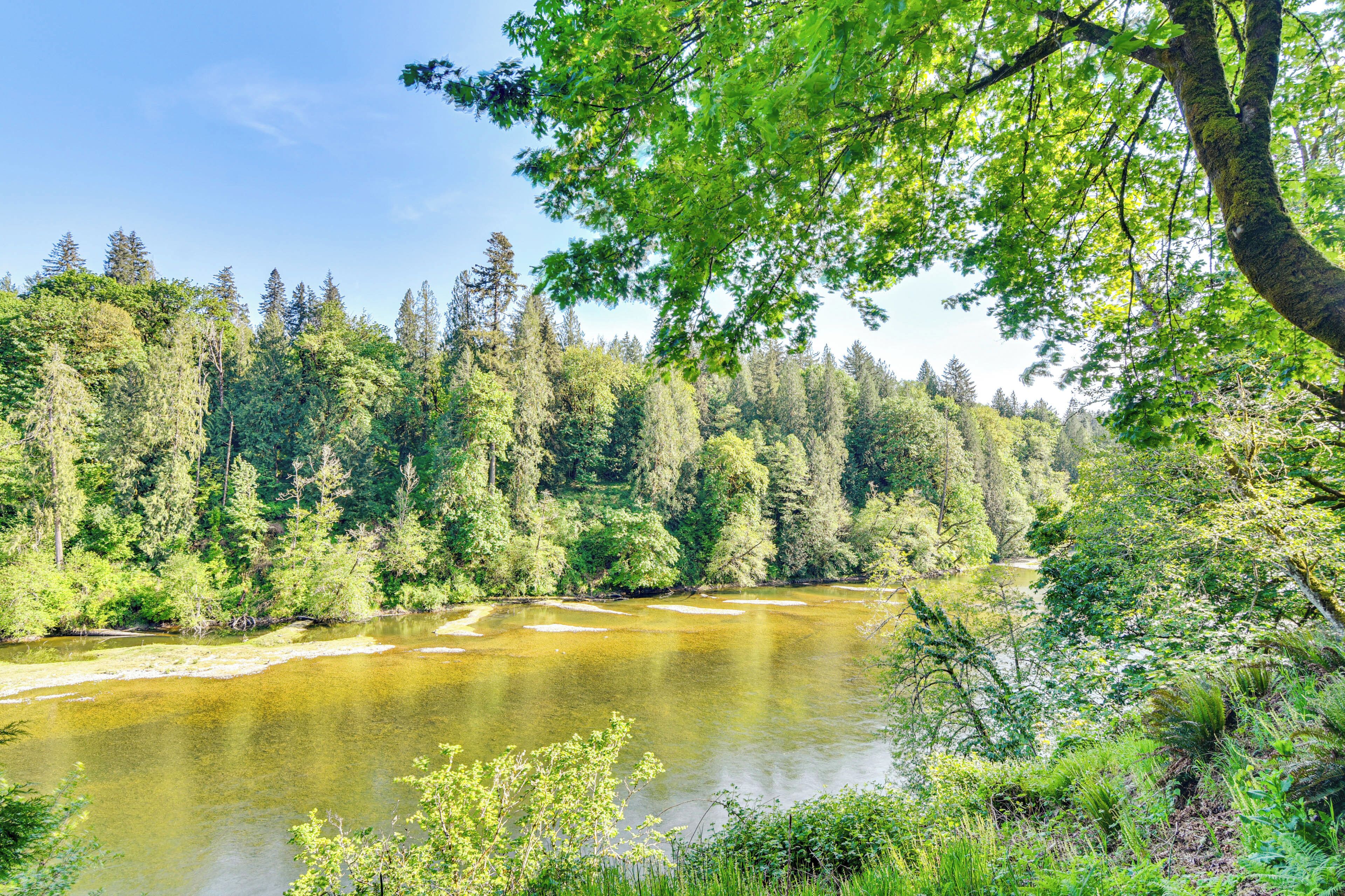 Un río rodeado de un bosque denso y árboles.