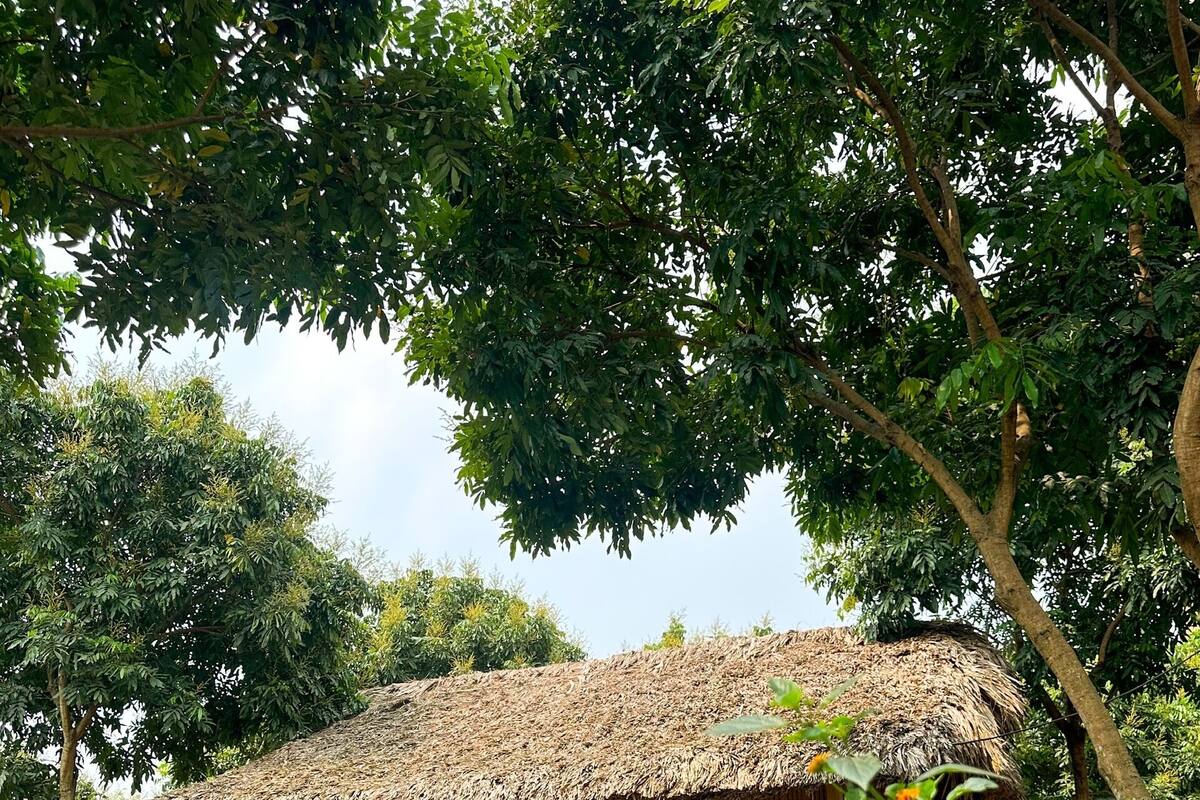 A rustic wooden house with a thatched roof, surrounded by lush greenery and a small garden.