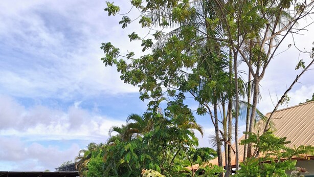 A garden with various plants and a white swan statue. - Island colors (REMIRE MONTJOLY)