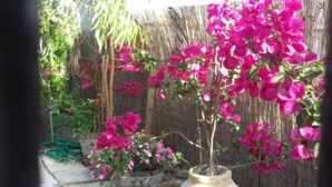A garden with potted bougainvillea plants. - Summer Beach House Spiaggia (Pyrgos)