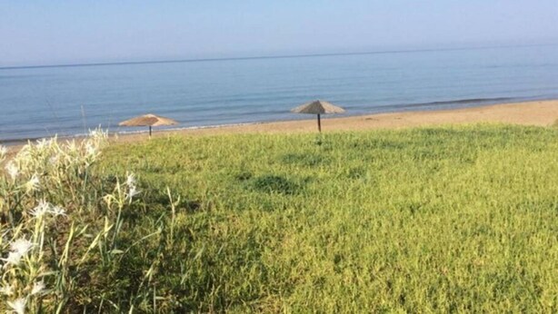 A beach with a grassy foreground and a clear view of the ocean. - Summer Beach House Spiaggia (Pyrgos)