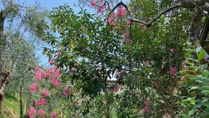 A stone pathway flanked by lush greenery and pink flowering trees, leading through a garden area.