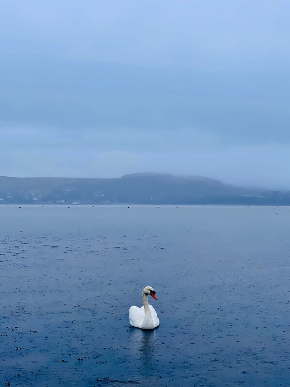 Un cisne en una superficie acuática tranquila, con una orilla distante y montañas al fondo.