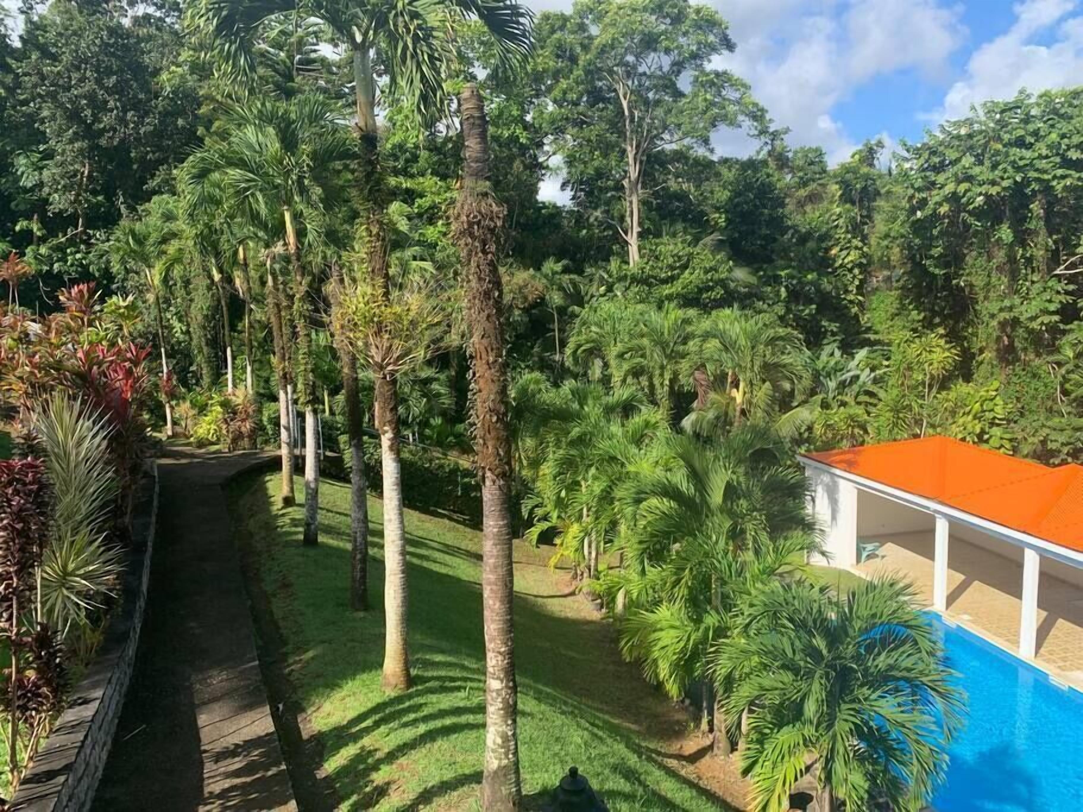 A lush garden with tall palm trees and a swimming pool.