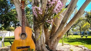 Una guitarra apoyada en un árbol con flores rosadas, rodeada por un jardín con rocas y un banco de piedra.