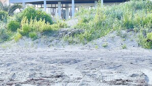 A beachfront house with a balcony, surrounded by vegetation. - Crystal Cove Cottage - BEACHFRONT Luxury Getaway - Fully Fenced & Pet Friendly (Bolivar Peninsula)