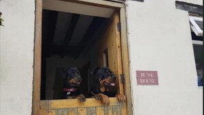 Two Rottweilers peeking out from a wooden door with a sign reading "BUNK HOUSE" on the wall. - Cottage on Exmoor - Sleeps 8 & Parking (Minehead)