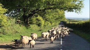 Una carretera con un rebaño de ovejas cruzando.