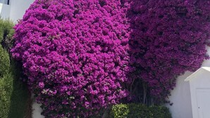 Een gebouw met witte muren en een grote struik paarse bloemen.