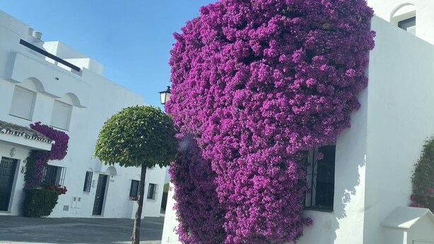 Een gebouw met witte muren en een groot gedeelte bedekt met paarse bloemen.