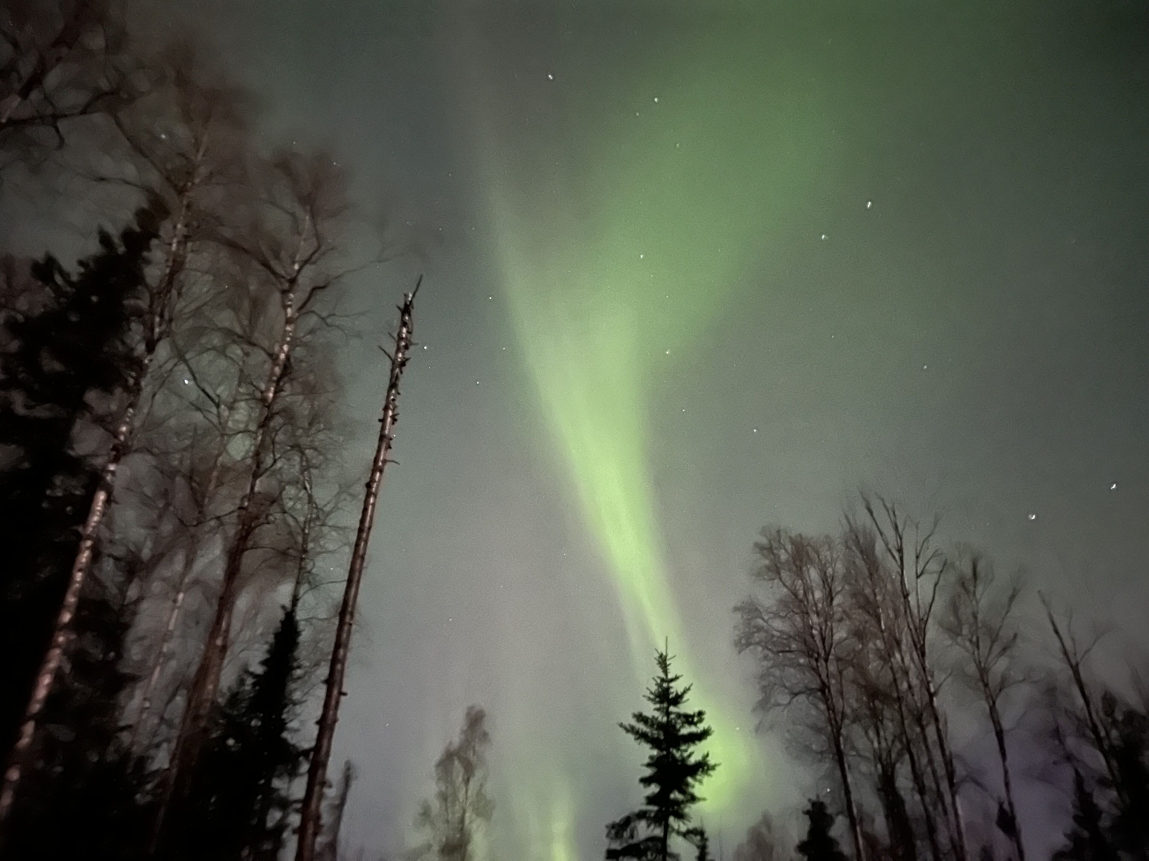 Un bosque con árboles altos y sin hojas, y una aurora boreal visible.