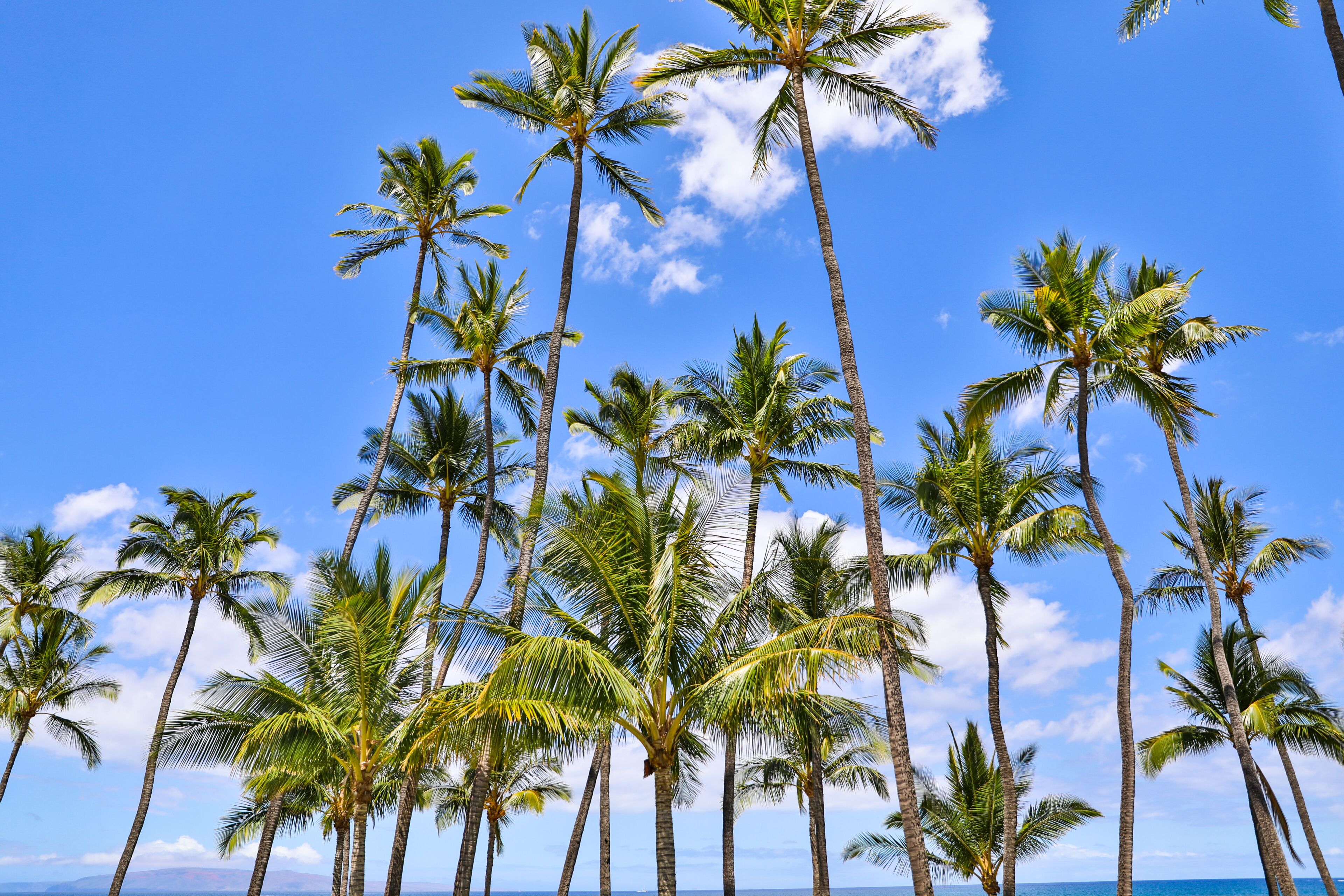 A beach with tall palm trees and a clear blue sky.