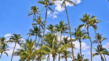 A beach with tall palm trees and a clear blue sky.
