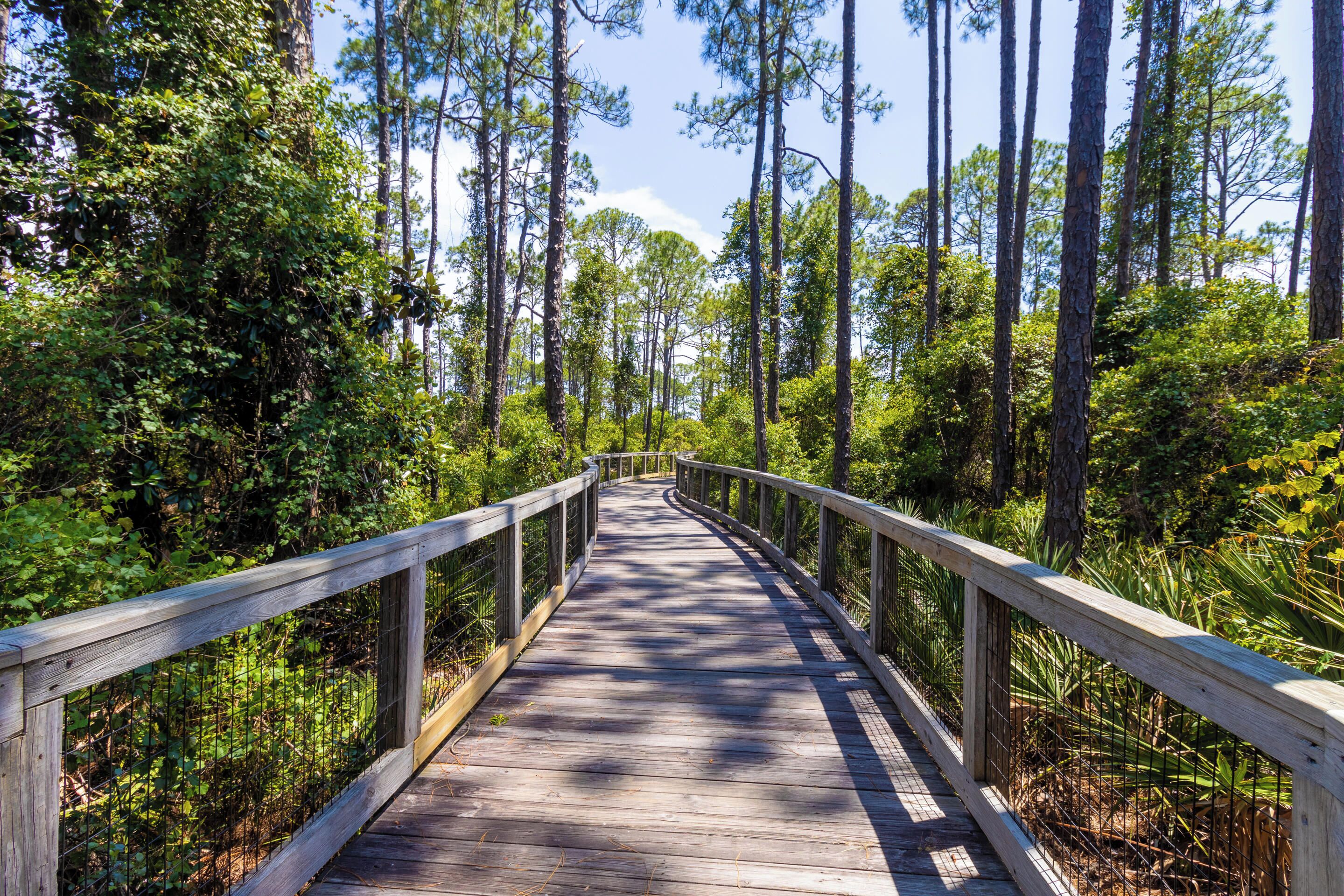 A wooden boardwalk through a dense forest with tall trees and lush greenery.