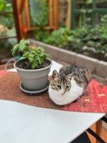 Un gato sentado en una mesa con una planta en maceta a su lado.