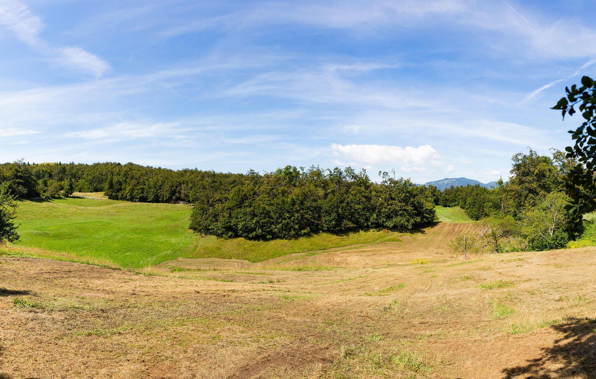 A rural landscape with a grassy field, a dirt path, and a dense forest.