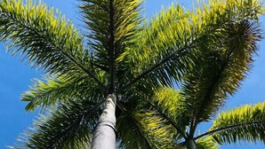 Una palmera alta con un balcón y un edificio al fondo.